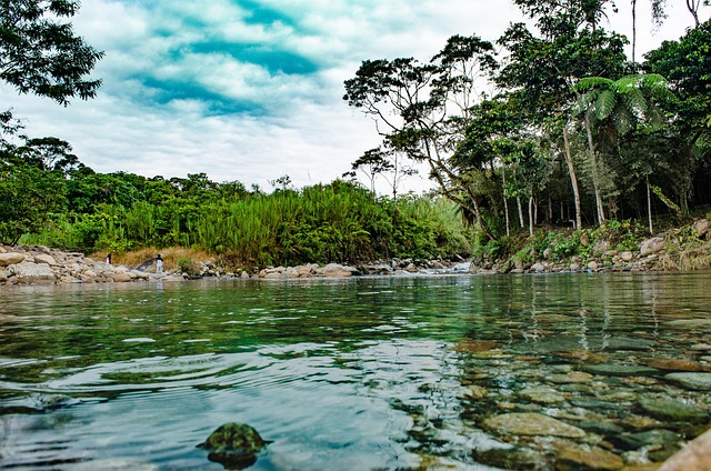 Amazon river/forest